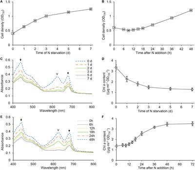 Relationship Between Glycerolipids and Photosynthetic Components During Recovery of Thylakoid Membranes From Nitrogen Starvation-Induced Attenuation in Synechocystis sp. PCC 6803